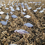 Sold Out - Magnum Snow Goose Silhouette Decoys